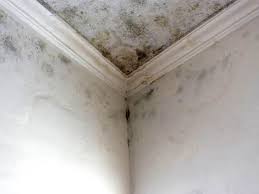 Best Real Estate Mold Inspection  in Palestine, IL