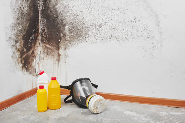 Best Mold Odor Removal Services  in Palestine, IL